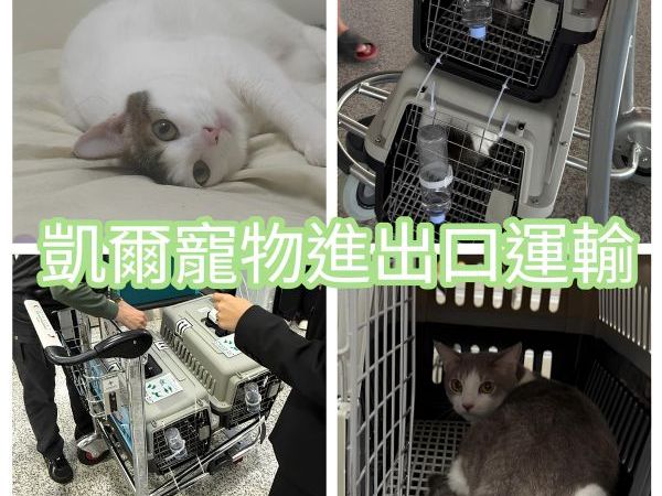 2025/10/15『柬埔寨』兩隻貓貓台灣飛柬埔寨、專員帶飛~~~~